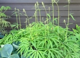 45-95-shredded-umbrella-plant-bg — kopiya (2)3